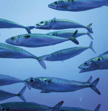83 ESSENTIAL FATTY ACID NEEDS DURING PREGNANCY AND LACTATION LC-PUFA may be derived from fatty fish that live in cold saltwater (like the sardines depicted here) or from algae.