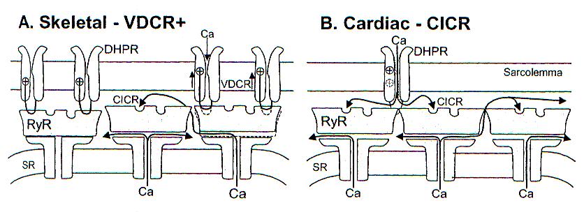 In skeletal muscle The physical link between DHPR & RyR1 is critical for VDCR Influx of external Ca (I Ca ) is not required In cardiac muscle The