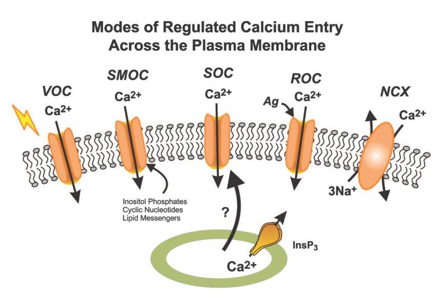 Modes of regulated Ca 2+ entry across the plasma membrane.