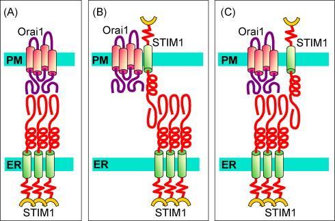 Models for the coupling between STIM1 and Orai1 in the activation of store-operated Ca 2+ entry. (A) Simplest model in which Orai1 in the PM interacts directly with the aggregated STIM1 in the ER.