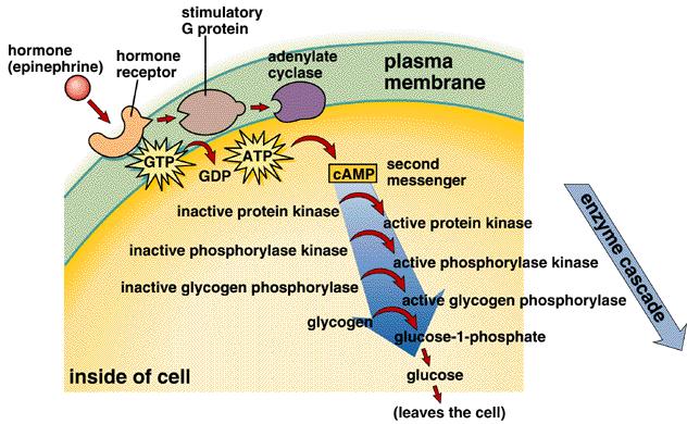 ) bind to cell surface receptors Activate intracellular mediators