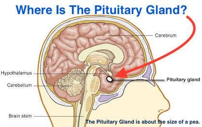 PITUITARY GLAND Other name?