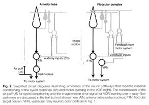 Timing based theories Eccles dynamic loop control hypothesis Lead lag compensator Transforming sensory into muscle space (Pellionisz and Llinas) Modulate, accelerate or synchronize movements