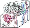 Cerebellar cortex Purkinje neurons, the sole output: