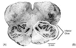 Median cell counts in vertebrate cerebellar structures From data summarized in KWT Caddy and TJ Biscoe (1978) Phil Trans Roy Soc Lond Ser
