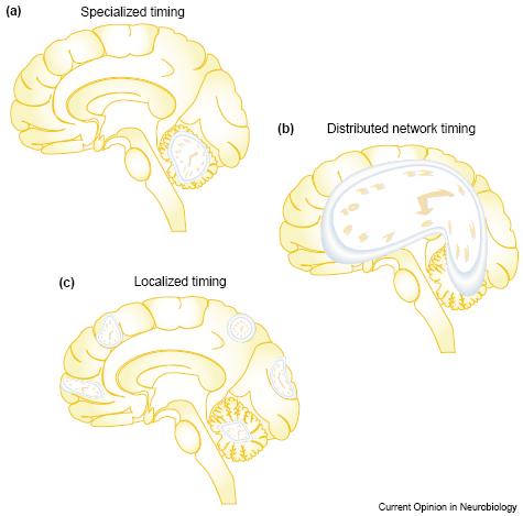 General framework of neural mechanisms for timing a) A particular neural region is uniquely capable of representing temporal information b) Representation of temporal information