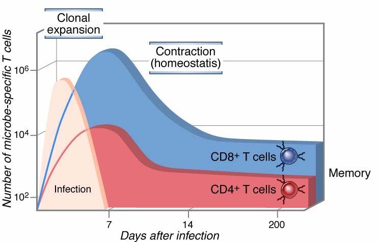 expansion and contraction (decline) 34 Many aspects of T cell responses and functions are mediated by