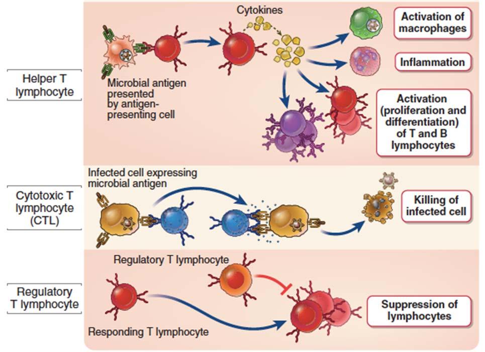 Classes of T lymphocytes 3 Abbas,