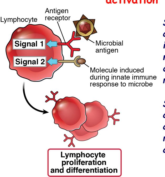 The two-signal requirement for lymphocyte activation 13 Second signals for T
