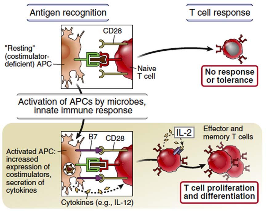 response Second signals for B cells: products of complement activation