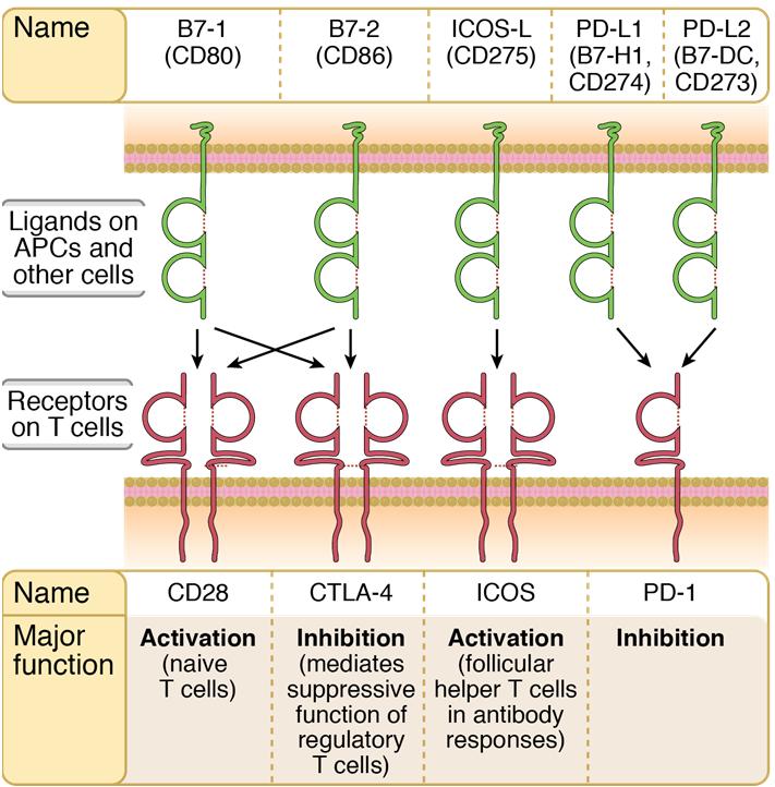 15 Costimulation Stimulus in addition to antigen that is required for initiating T cell responses Ensures that T cells respond to microbes (the inducers of costimulators)