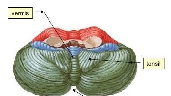 Anterior/Ventral view of the Cerebellum Vermis 4 th Ventricle Flocculus Cerebellar