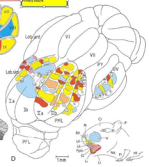 Cerebellar Cortex Mapping is