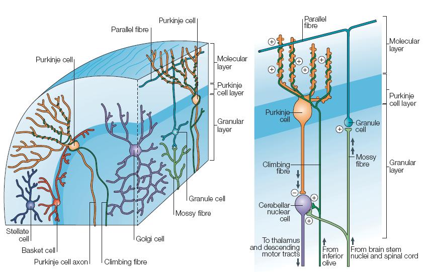 Cerebellar Cortex Consists of 5 types of Neurons Inhibitory cells: Purkinje