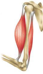 Classical Role in Muscle Timing and Coordination Position Velocity Biceps