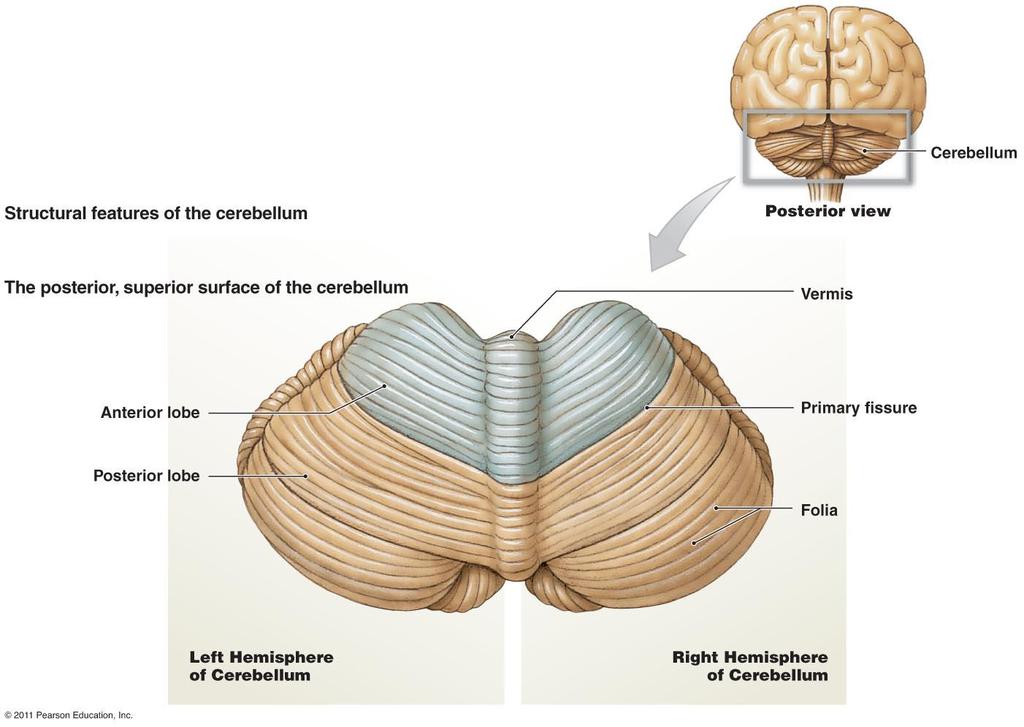Posterior/Dorsal view of the Cerebellum