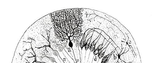 11/2/2011 Neuroscientists have been attracted to the puzzle of the Cerebellum ever since Cajal.