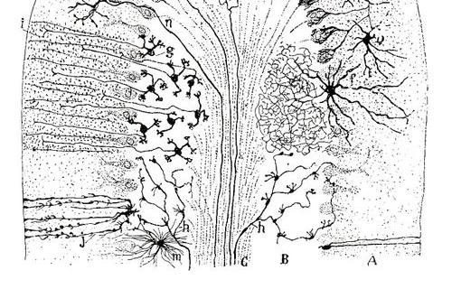 Ramón y Cajal 1894 Brains of vertebrates color coded by brain area. Cerebellum in orange Brains of vertebrates color coded by brain area.