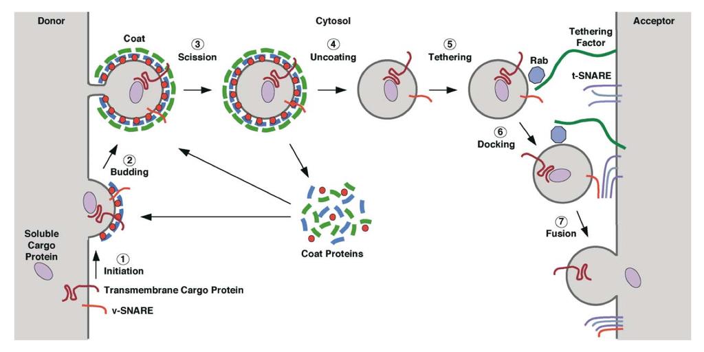 3/3/11 What is involved in retrograde transport and vesicle trafficking within the Golgi? - recruitment of proteins into COPI-coated vesicles - budding of vesicles from membranes (ARFs, Rabs, etc.