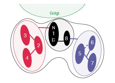 The COG complex acts as an intra-golgi COPI-coated vesicle tether Coiled-coil golgin tethers: GM130, p115, giantin Multisubunit complex tethers: COG, TRAPP, GARP COPI coated vesicles Golgi stack COG
