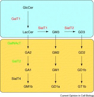 Intrinsic mechanisms: physical and functional associations (part 2) pathways of glycolipid biosynthesis GalT, SiaT1, SiaT2 form a trimeric