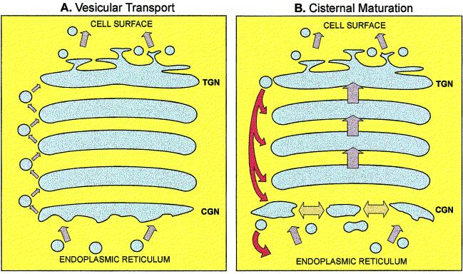 The cisternal maturation model views the Golgi as a highly dynamic organelle that continuously arises from the ER and is consumed at the trans-golgi network enzymes cargo modes of retrograde