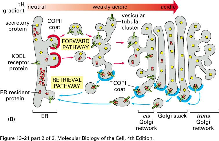 ER Golgi (3) How do cells avoid sending the wrong proteins (i.e., how do they retain ER proteins in the ER?