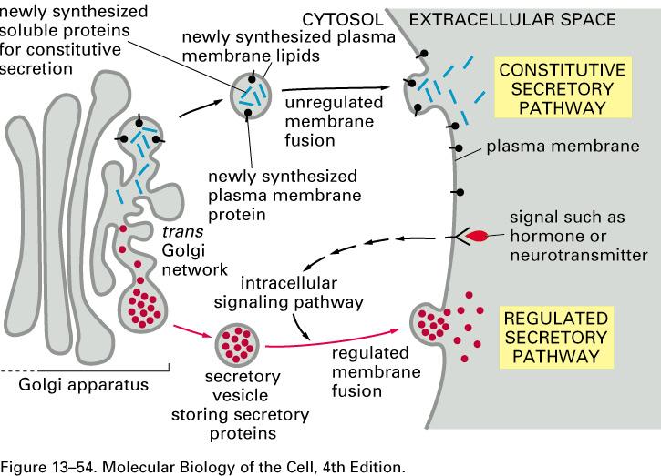 Exocytosis Cells use 2 pathways for