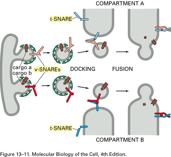 SNAREs on the vesicle (v-snare) and on the target membrane