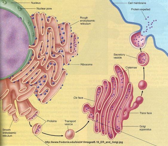 -The function of plasma membrane of the cell is to separate ICF and ECF, but the organelles' membranes separate these organelles from the cytosol so the composition of these organelles differ from