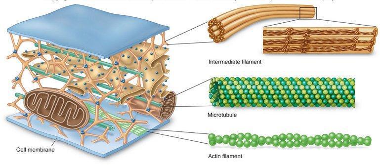 The cytoskeleton of the cell contains : microfilaments, microtubules and intermediate filaments - The main function of microtubules is support and movement.