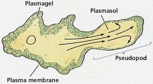 1 -flagella is composed of microtubules, between these microtubules we have motor proteins that - by changing their positions - can result in the movement of this flagella.
