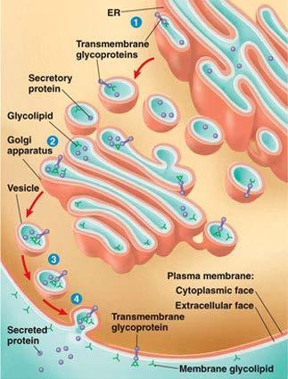 Exocytosis: The process by which the cells direct the contents of secretory vesicles out of the cell membrane is known as exocytosis.
