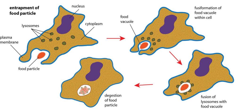 2. Then their membrane fuses to form a large intracellular vesicle called phagosome.