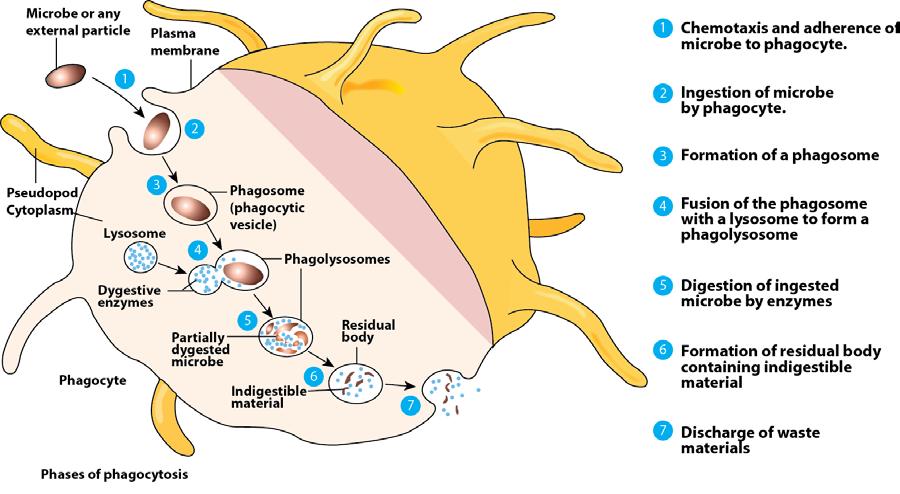 Figure 3: Phases of phagocytosis process Draw this figure Other examples of phagocytosis include some immune system cells, that engulf and kill certain harmful, infectious micro-organisms and other