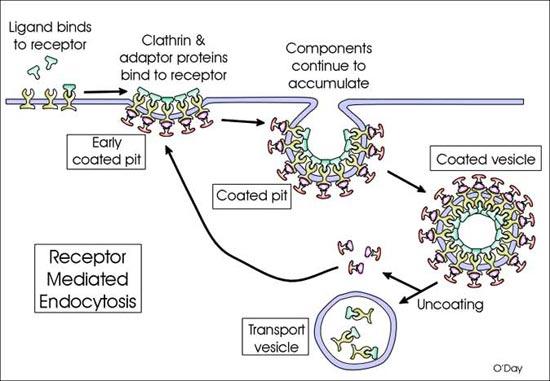 Figure 4: Phases of clathrin-mediated endocytosis The example for clathrin mediated endocytosis is uptake of cholesterol by the mammalian cells.