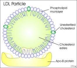 The LDL particle consists of phospholipid bilayer, esterified and non-esterified cholesterol and Apo B protein as shown in figure 4.