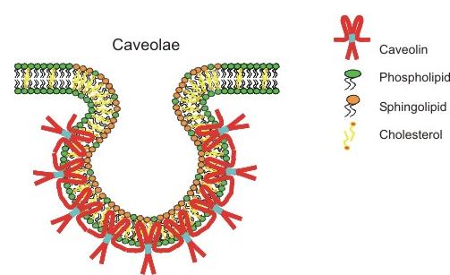 3. Caveolae: Caveolae is a pathway which is independent of clathrin- endocytosis process and involves in the uptake of molecules in small invaginations of the plasma membrane (50 to 80 mm diameter).