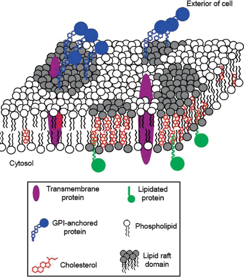 GPI-anchored proteins are targeted to the apical membrane of epithelial cells A sorting mechanism: In polarized epithelial cells and most other types of epithelial cells, GPI-anchored proteins are