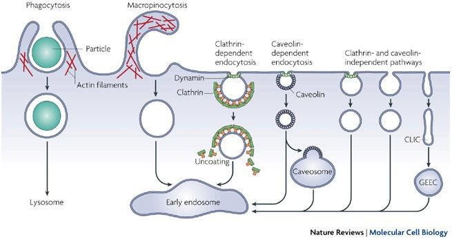 Pathways of entry into cells: Endocytosis All cells take up macromolecules, particulate substances, and, in specialized cases, even other cells and sort these to particular destinations.