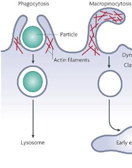 Actin-dependent endocytosis Phagocytosis, is a regulated nonselective actin-mediated process in which plasma membrane protrusions on the right and left sides of the particle envelop and engulf the