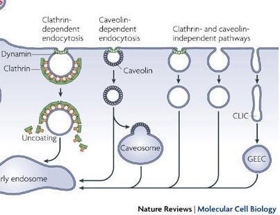 Other endocytic pathways All eukaryotic cells continually engage in endocytosis: a process in which a small region of the plasma membrane invaginates to form a membrane-limited vesicle about 50-100