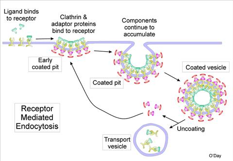 Receptor-Mediated Endocytosis and Sorting of Internalized Proteins Receptor-mediated endocytosis occurs via clathrin/ap2- coated pits and vesicles in a process similar to the packaging of lysosomal