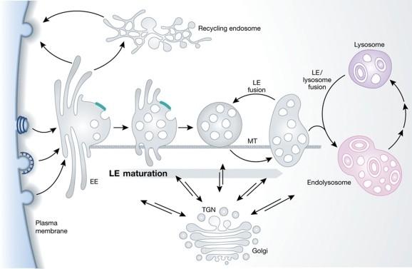 Maturation of early endosome Maturation from early endosomes (EE) to late endosomes (LE). EEs accumulate cargo and support recycling to the plasma membrane.