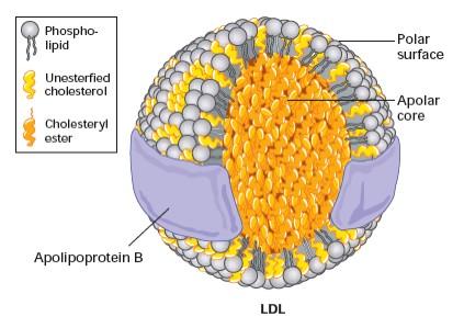 Receptors for LDL Contain Sorting Signals That Target Them for Endocytosis Low density lipoprotein (LDL) is one of several complexes that carry cholesterol through the bloodstream LDL particle, a