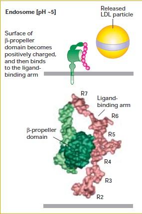 with high affinity to the negatively charged repeats in the ligand-binding domain.