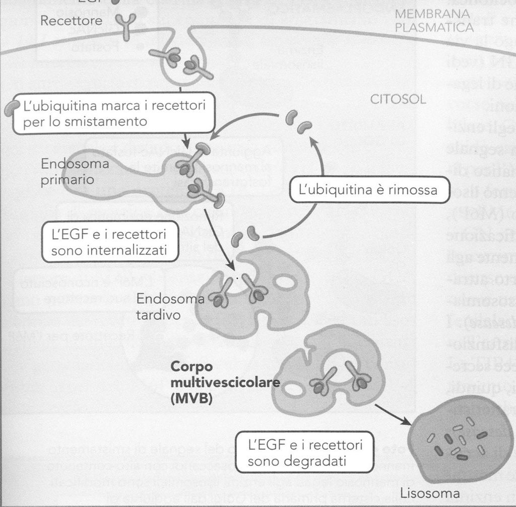 EGFR signaling may be attenuation by degradation The sensitivity of a cell to a particular signaling molecule can be down-regulated by endocytosis of its receptors, thus decreasing the number on the