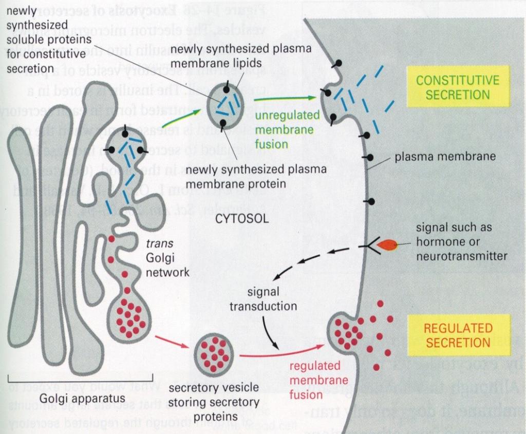Transport from the trans-golgi network to the cell exterior: exocytosis. All eukaryotic cells continuously secrete certain proteins, a process called constitutive secretion.