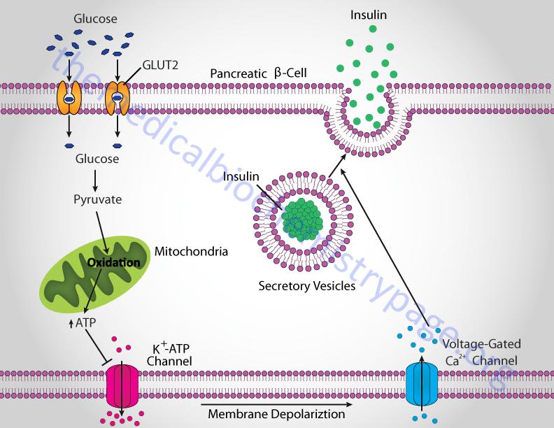 Mechanism of glucose-stimulated insulin secretion Example of regulated secretion: pancreatic cells store newly made insulin in special secretory vesicles and secrete insulin in response to an
