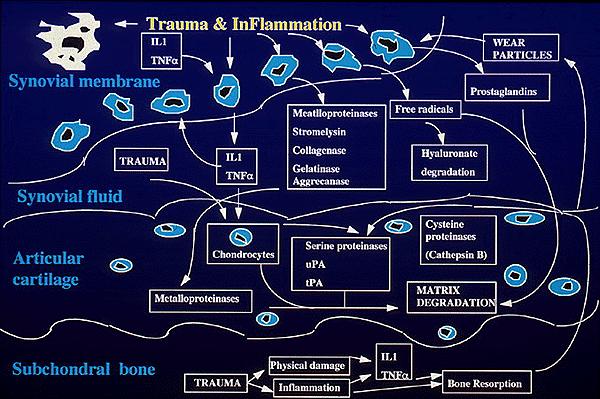 PATHOPHYSIOLOGY Traumatic joint diseases Trauma &